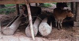 Vietnam_3_21 Cows and Coffins Kontum